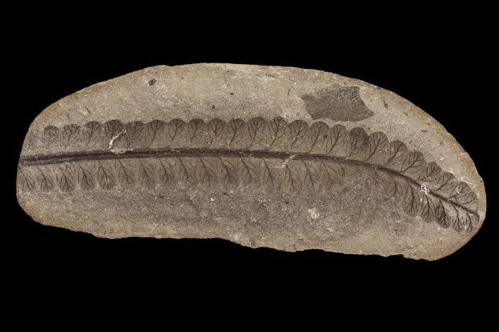Pecopteris Fern Fossil (Pos/Neg) - Mazon Creek #87705